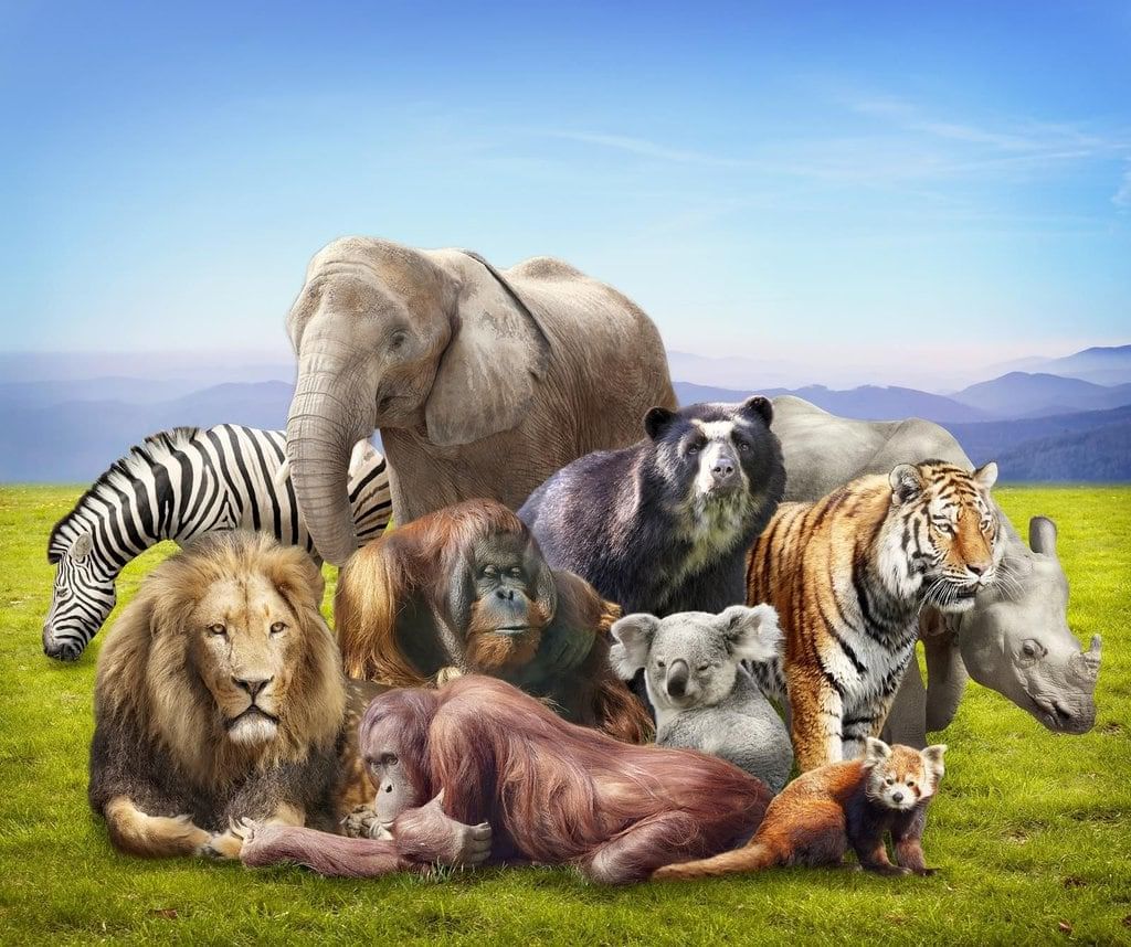 Animal Group Survival Chapter Notes | Science for Grade 3