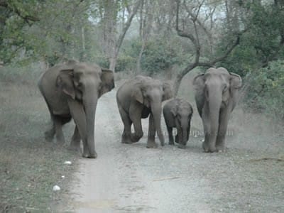 Rajaji National Park