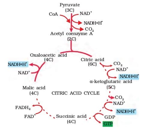 3. TCA Cycle (Krebs Cycle) Mnemonics