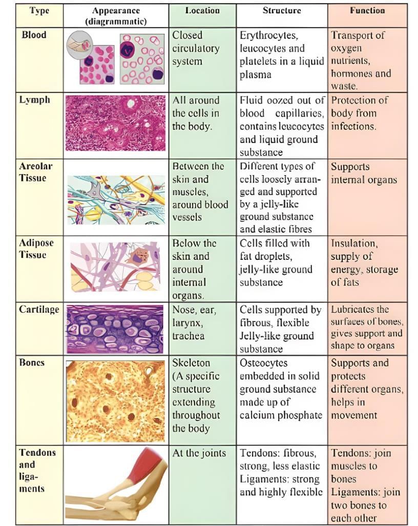 Tissues Class 9 Notes Science Chapter 6