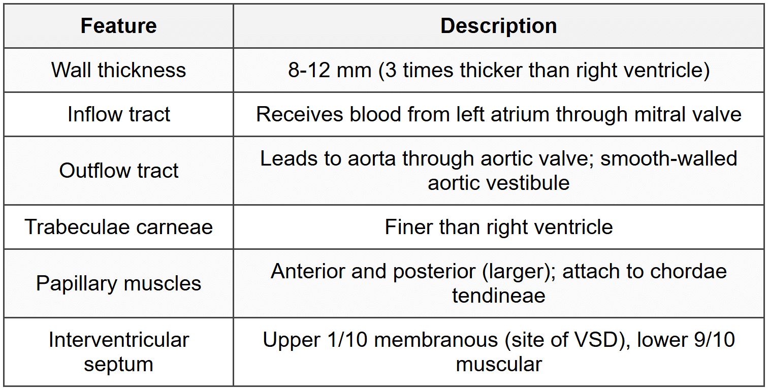 3.3.4 Left Ventricle
