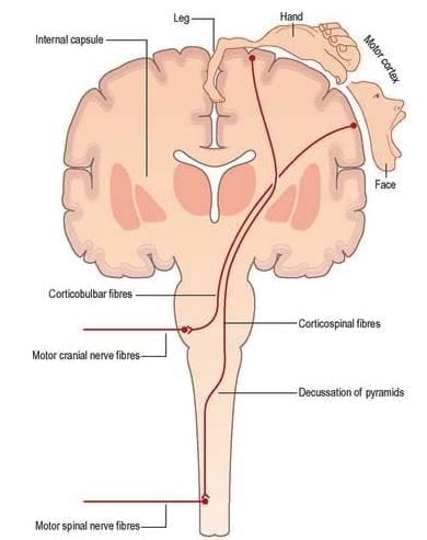 Neuroanatomy - 4 Chapter Notes | Anatomy - NEET PG