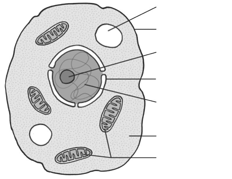 ACTIVITY: Comparing plant and animal cells