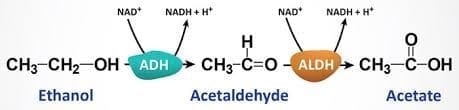 Ethanol Metabolism and Metabolic Consequences