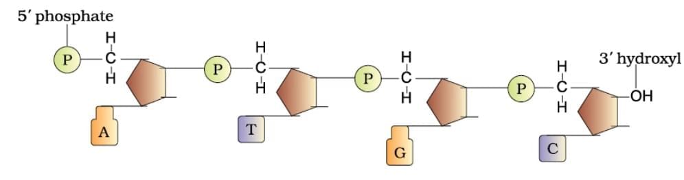 Important Diagrams: Molecular Basis of Inheritance | Biology Class 12 - NEET