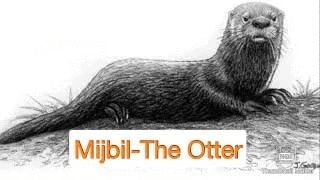 Mijbil the Otter Summary Class 10 English First Flight Chapter 6