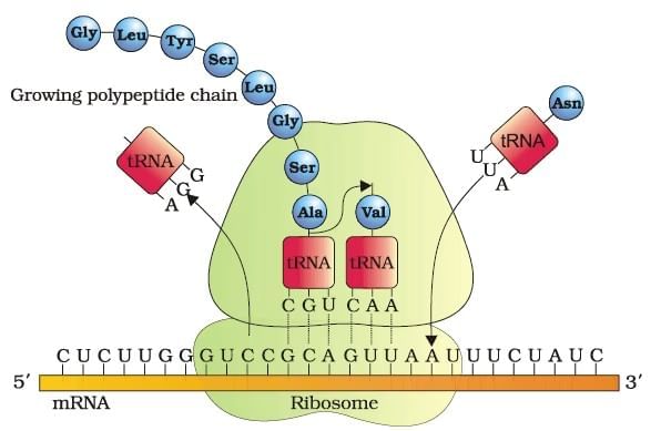 Important Diagrams: Molecular Basis of Inheritance | Biology Class 12 - NEET