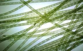 Why Spirogyra Has Spiral Chloroplasts ? - Scholars Ark