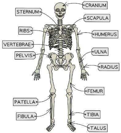 The Structure & Functions of the Musculoskeletal System | Physical Education for GCSE/IGCSE - Year 11