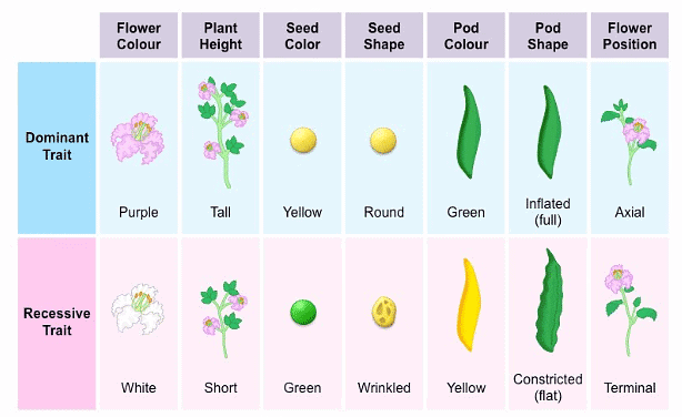 1.1 Seven Contrasting Traits in Pea Plant