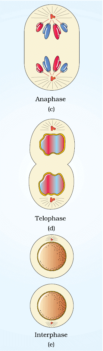 Cheat Sheet : Cell Cycle and Cell Divison | Biology Class 11 - NEET