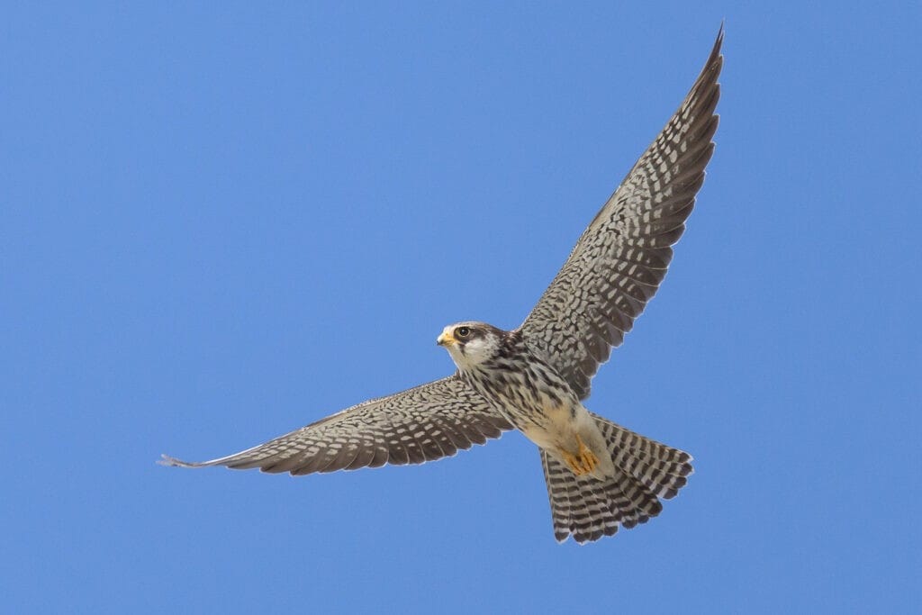 What is the Amur Falcon?
