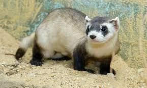 Endangered Animals | General Knowledge for Young Learners - Class 1