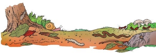 Short Answer Questions: Plants and Animals Live Together