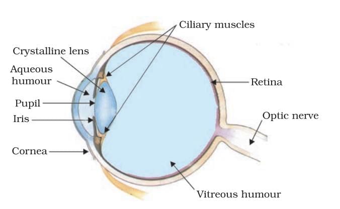 Cheat Sheet: The Human Eye and the Colourful World | Science Class 10