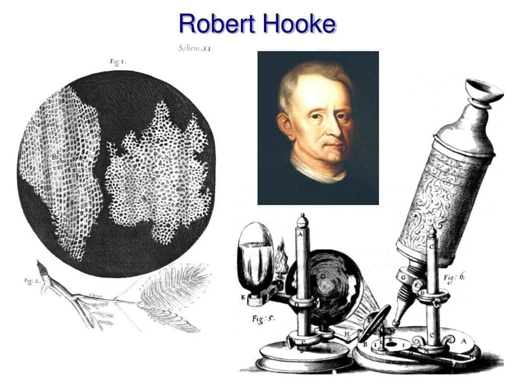 MCQ (Solution) - The Invisible Living World: Beyond Our Naked Eye | Science Curiosity Class 8 -  New NCERT