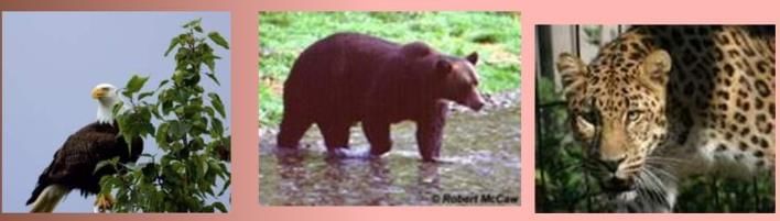Animal Group Survival Chapter Notes | Science for Grade 3