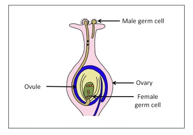 Important Diagrams: How do Organisms Reproduce? | Science Class 10