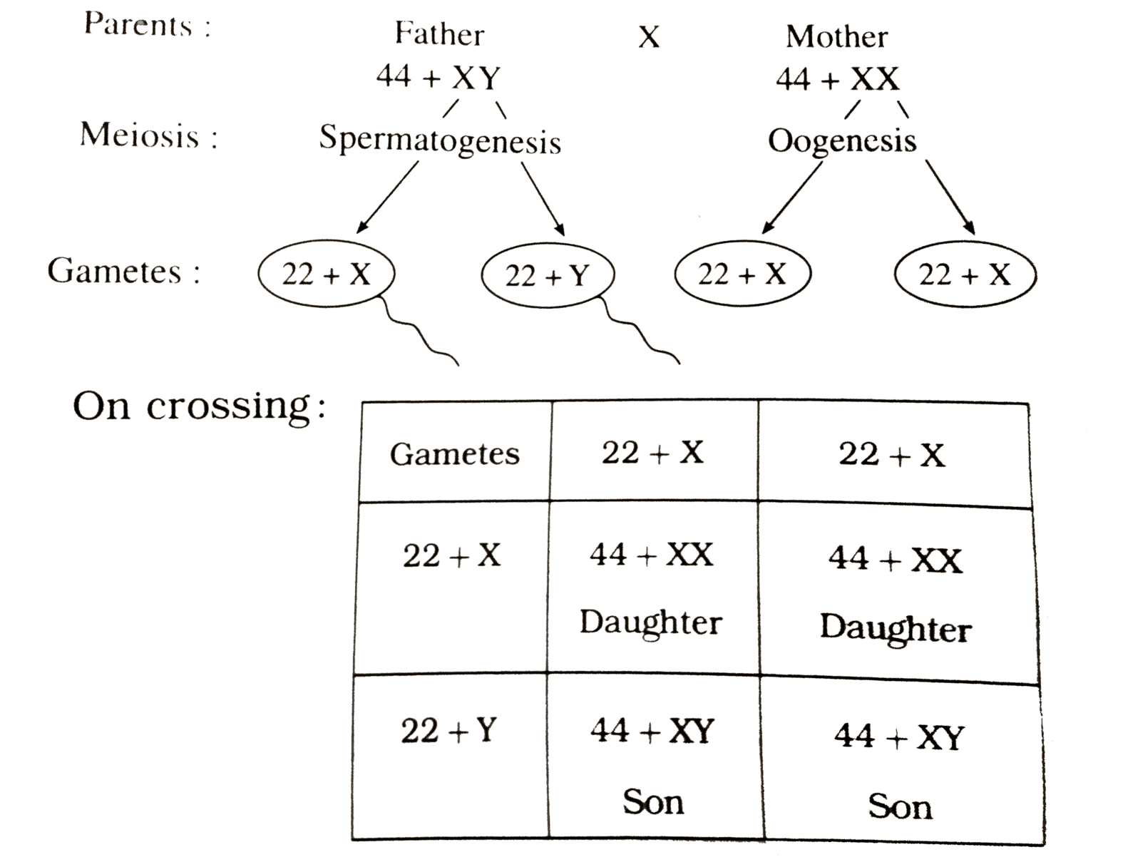 Sex Determination in  Humans