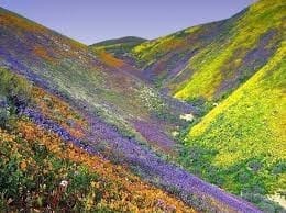 Valley of Flowers National Park