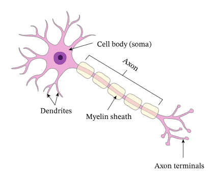 The Invisible Living World: Beyond Our Naked Eye Chapter Notes | Science Curiosity Class 8 -  New NCERT