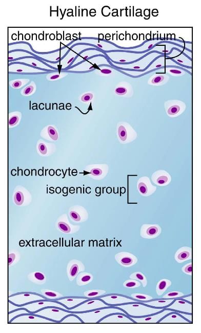 HISTOLOGY BIOL-4000 LECTURE NOTES #5B