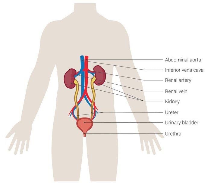 Revision Notes: The Excretory System [Elimination of Body Wastes] | Biology for SSS 2