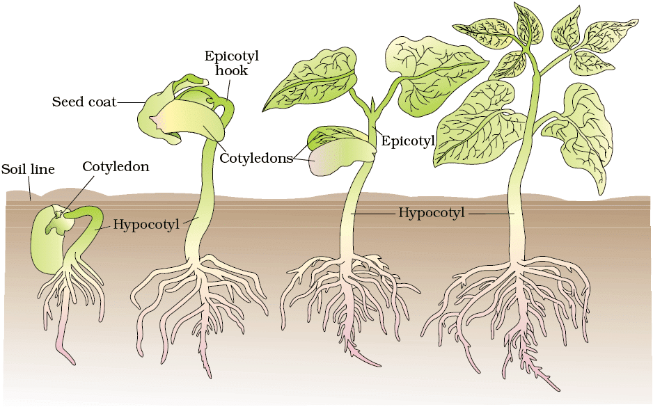 Cheat Sheet : Plant Growth and Development | Biology Class 11 - NEET