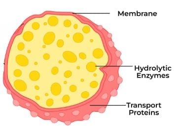 The Fundamental Unit of Life Class 9 Notes Science Chapter 5