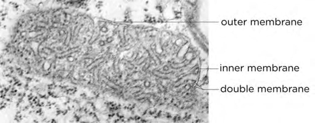 Mitochondria