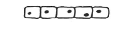Cells differ in shape and size