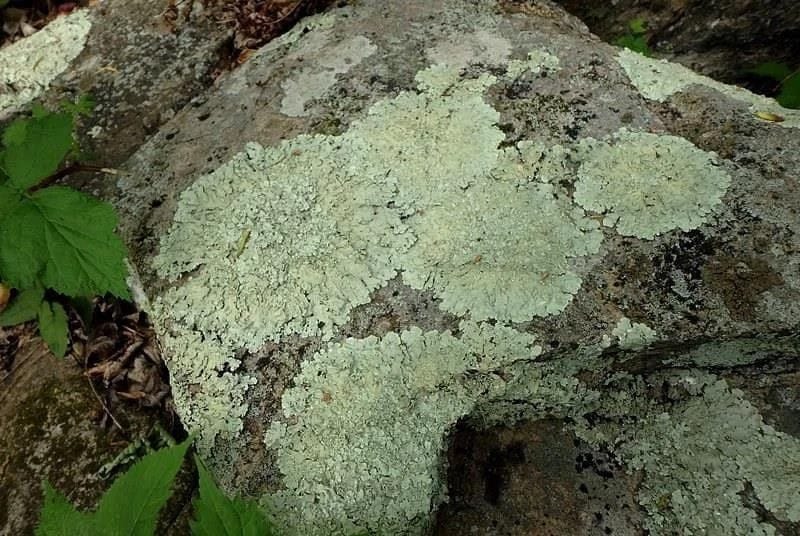 Lichens on rock