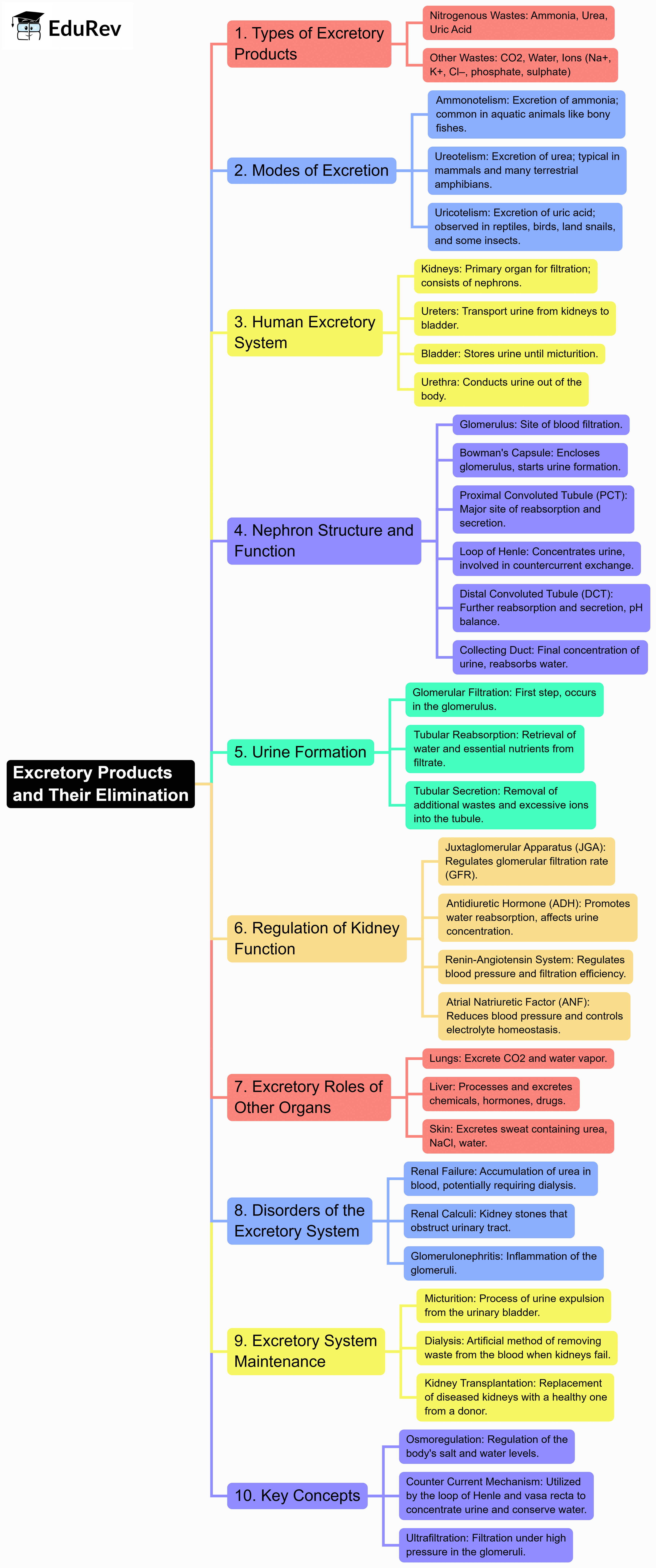Mind Map: Excretory Products and their Elimination | Biology Class 11 - NEET