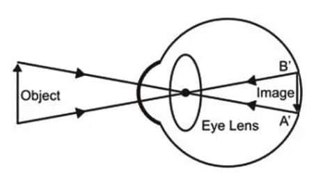 The Human Eye | Science Class 10