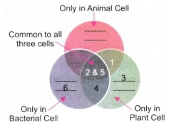 The Invisible Living World: Beyond Our Naked Eye NCERT Solutions | Science Curiosity Class 8 -  New NCERT