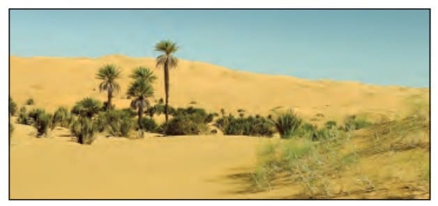 Oasis in the Sahara Desert