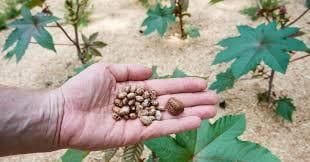 Ricin: The New Bio-Weapon