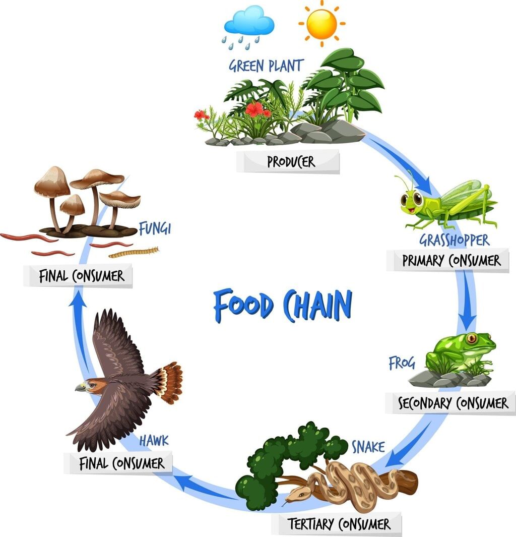 Interdependence of Living Beings - Plants and Animals Chapter Notes | Science Class 5 ICSE
