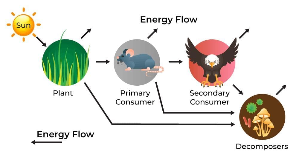 Q14: (a) Why are the organisms of first trophic level important in any food chain?&nbsp;(b) Justify the following statement: `The flow of energy in an ecosystem is unidirectional.` &nbsp;(2 Marks)