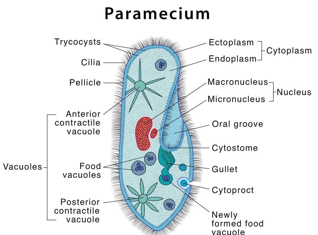 Cell : Structure and Functions(Practice) Chapter Notes - Class 8 PDF ...