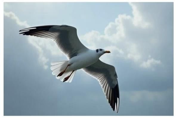 Two Stories about Flying - 2 Summary Class 10 English First Flight Chapter 3