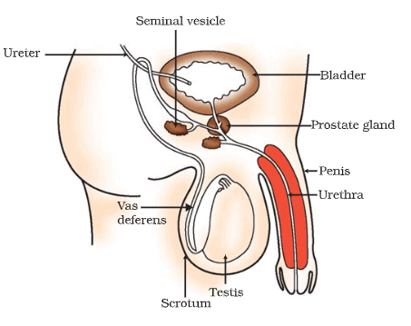 Male Reproductive System