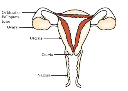 Female Reproductive System