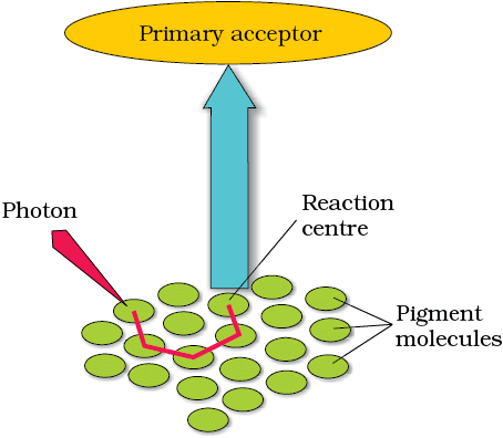 1.1 Organization of Pigments
