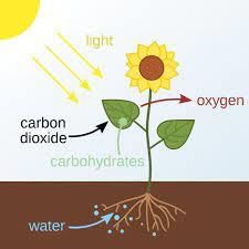 Class 5 Science - Ecosystem Interdependence in Nature - CBSE Worksheets Solutions - 1