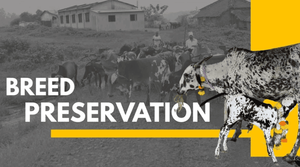 Initiatives for Preservation of Indigenous Cattle Breeds