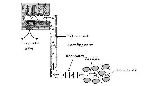 Revision Notes: Absorption by Roots - The Processes Involved | Biology Class 10 ICSE