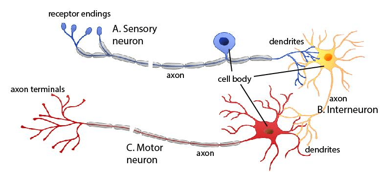 Three Types of Neurons