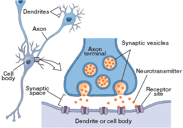 NCERT Solutions for Class 10 Science Chapter 6 - Control and Coordination