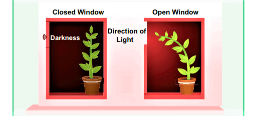 Class 10 Science Chapter 6 Previous Year Questions - Control and Coordination